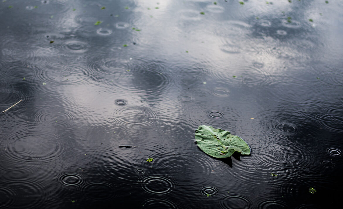 high angle closeup shot isolated green leaf puddle rainy day