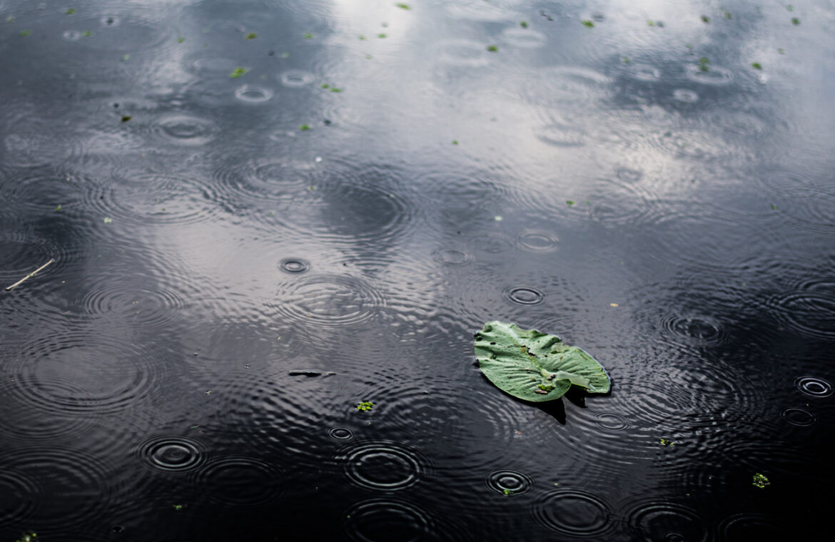 high angle closeup shot isolated green leaf puddle rainy day